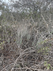 Eriophyllum confertiflorum