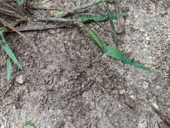 Eciton burchellii parvispinum