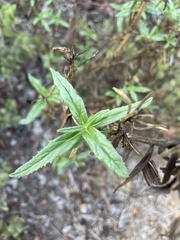 Diplacus