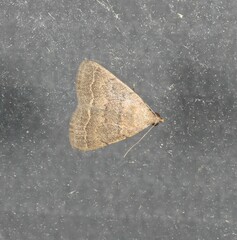 Nodaria aneliopis