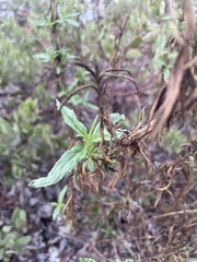 Diplacus