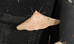 Oenochroma pallida