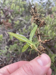 Diplacus