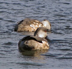 Lophonetta specularioides