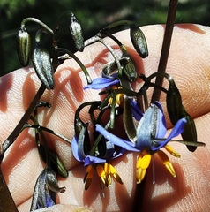 Dianella tasmanica