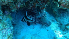 Eques punctatus