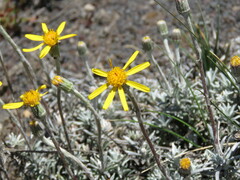 Senecio argyreus