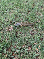 Iguana iguana