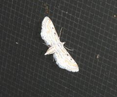 Parapoynx dentizonalis