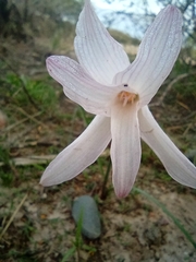 Zephyranthes jamesonii