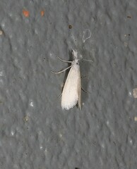 Patissa stenopteralis