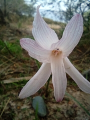 Zephyranthes jamesonii