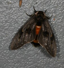 Psalidostetha banksiae