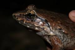 Limnonectes macrodon