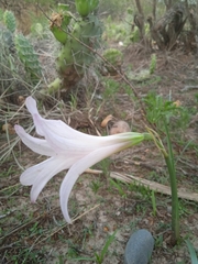Zephyranthes jamesonii