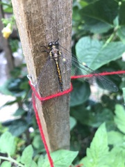 Suhpalacsa subtrahens