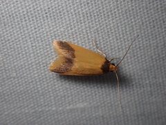 Heteroteucha dichroella