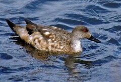 Lophonetta specularioides