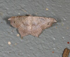 Semiothisa drepanata