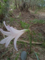 Zephyranthes jamesonii