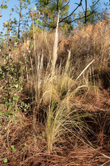 Bothriochloa barbinodis