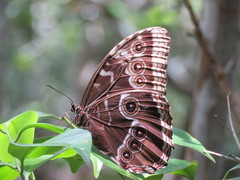 Morpho helenor montezuma
