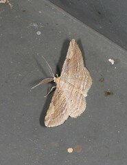 Syneora lithina