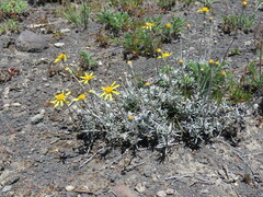 Senecio argyreus
