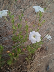 Petunia axillaris