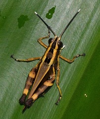 Traulia azureipennis