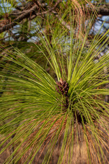 Pinus pseudostrobus