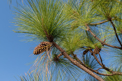 Pinus pseudostrobus