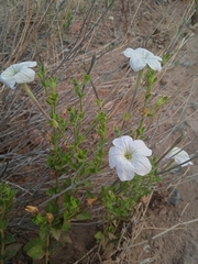 Petunia axillaris