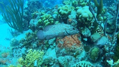 Cephalopholis cruentata