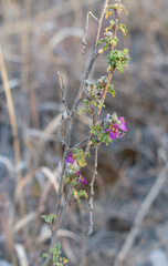 Dalea bicolor