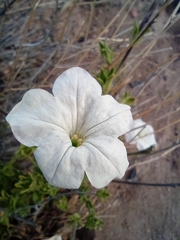 Petunia axillaris