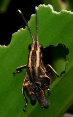 Traulia azureipennis