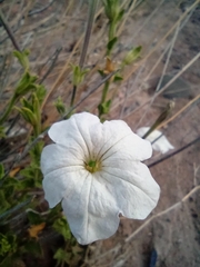 Petunia axillaris