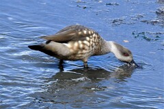 Lophonetta specularioides