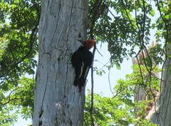 Campephilus magellanicus