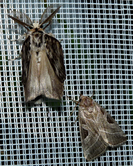 Eucarta virgo