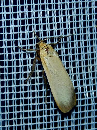 Buff Footman