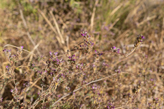 Dalea bicolor