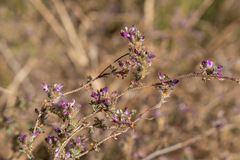 Dalea bicolor