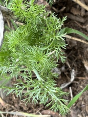 Achillea millefolium