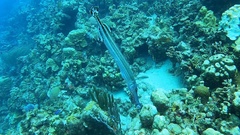 Aulostomus maculatus