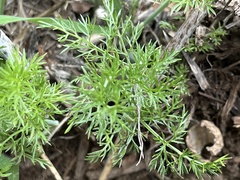 Achillea millefolium