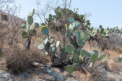 Opuntia robusta