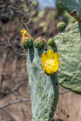 Opuntia robusta