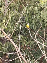 Pitangus sulphuratus